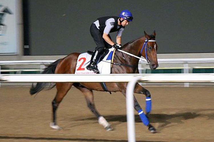 Defending champion Southern Legend (Edward Leung) is put through his paces on the Polytrack.