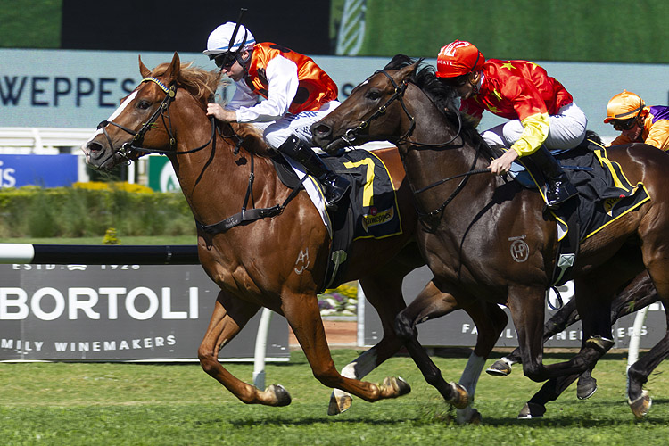 Standout winning the Schweppes Heritage Stakes
