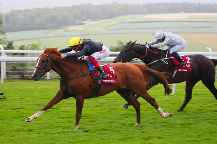 Stradivarius winning the Qatar Goodwood Cup Stakes (Group 1) (British Champions Series)