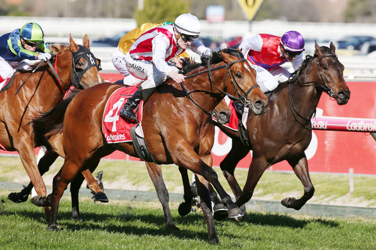 SUPER SETH winning the H.D.F. McNeil Stakes during Melbourne Racing Memsie Stakes Day at Caulfield in Melbourne, Australia.