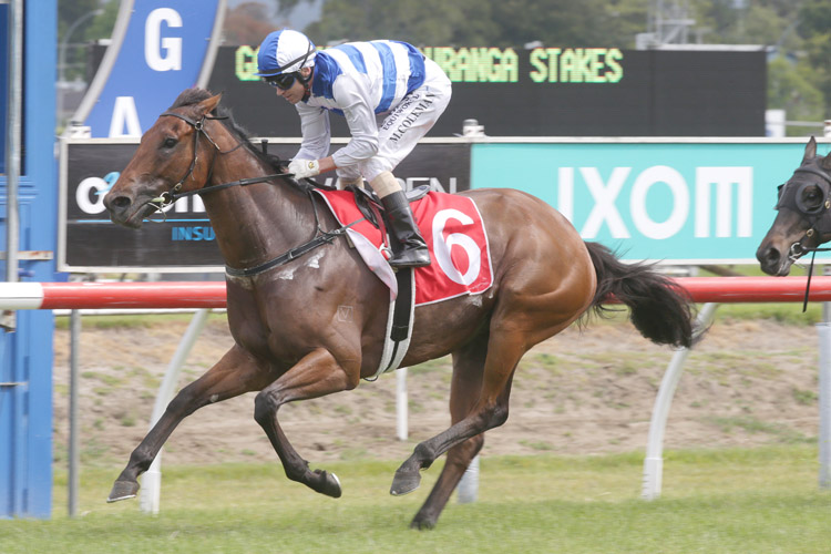 Supera winning the Gartshore Tauranga Stakes