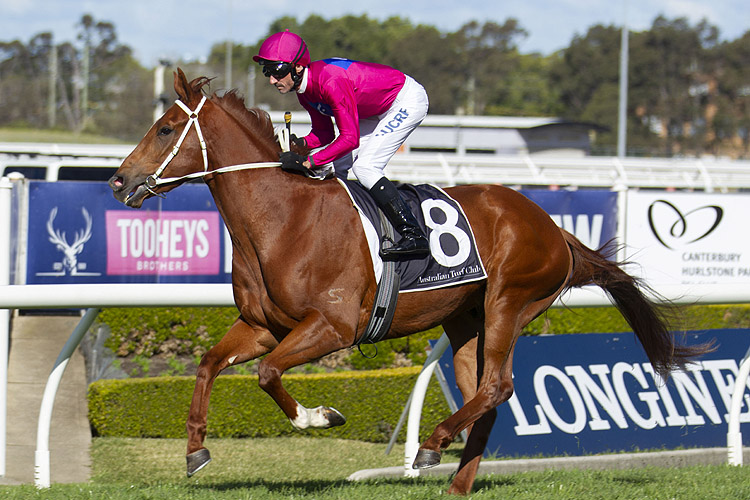 Superium running in the C'bury Hurlstone Park Rosebud