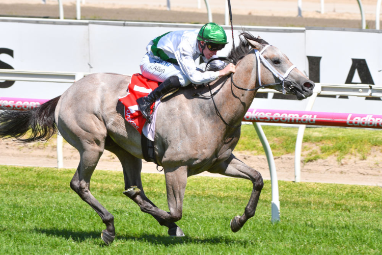TERBIUM winning the Zeditave Stakes during the Blue Diamond Stakes Day at Caulfield in Melbourne, Australia.