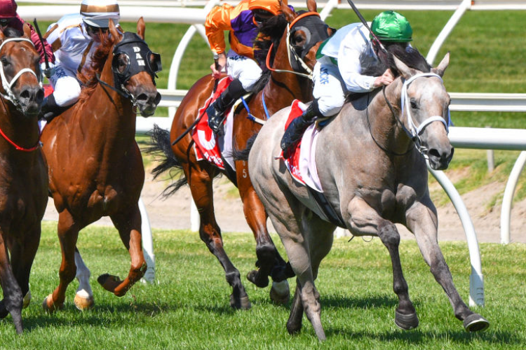 TERBIUM winning the Ladbrokes Zeditave Stakes during the Blue Diamond Stakes Day at Caulfield in Melbourne, Australia.