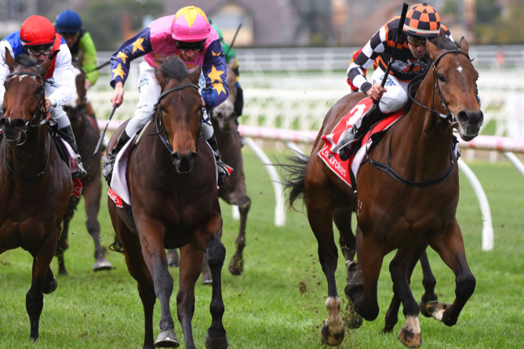 THE ASRTOLOGIST winning the Whisky Wine & Fire Hcp during Melbourne Racing at Caulfield in Melbourne, Australia.