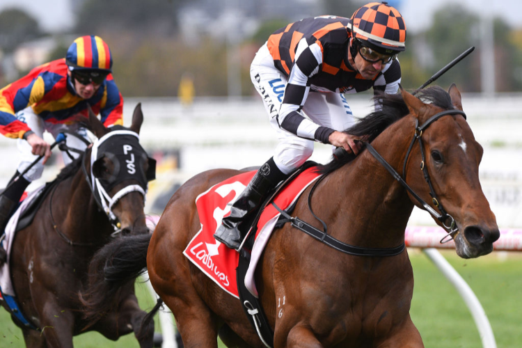 THE ASTROLOGIST winning the Whisky Wine & Fire Handicap during Melbourne Racing at Caulfield in Melbourne, Australia.