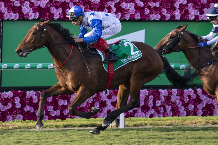 The Bostonian winning the Tab Kingsford-Smith Cup