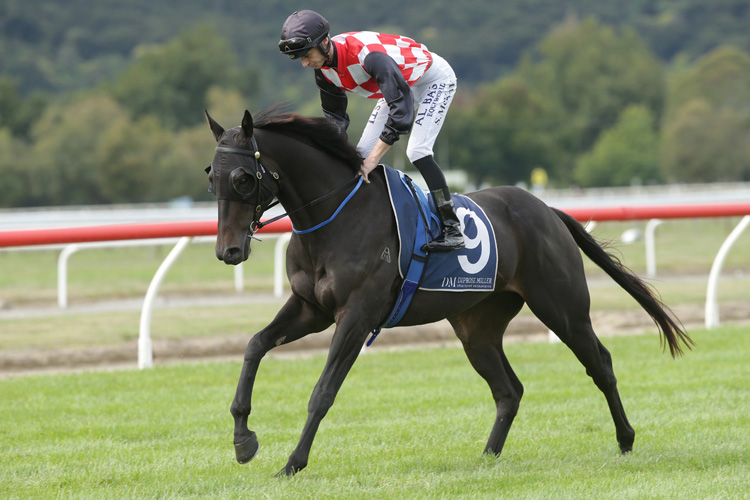 The Mitigator is being set for a tilt at the Gr.2 Manco Easter Handicap (1600m) at Ellerslie later this month.