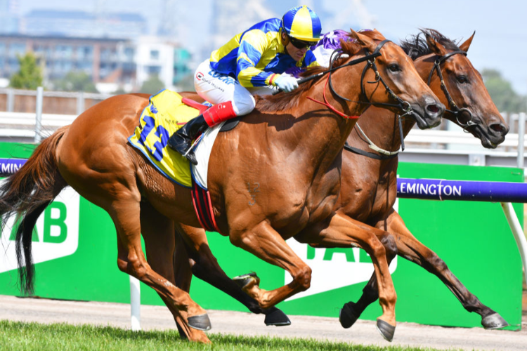 THUNDER CLOUD running in the Hong Kong Jockey Club Trophy during Melbourne Racing at Flemington in Melbourne, Australia.