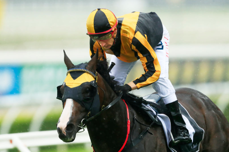 TRAPEZE ARTIST winning the Canterbury League Club Stakes during Sydney Racing at Royal Randwick in Sydney, Australia.