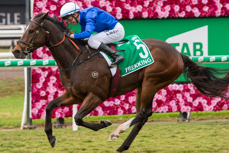 TREKKING winning the Tab Stradbroke Handicap