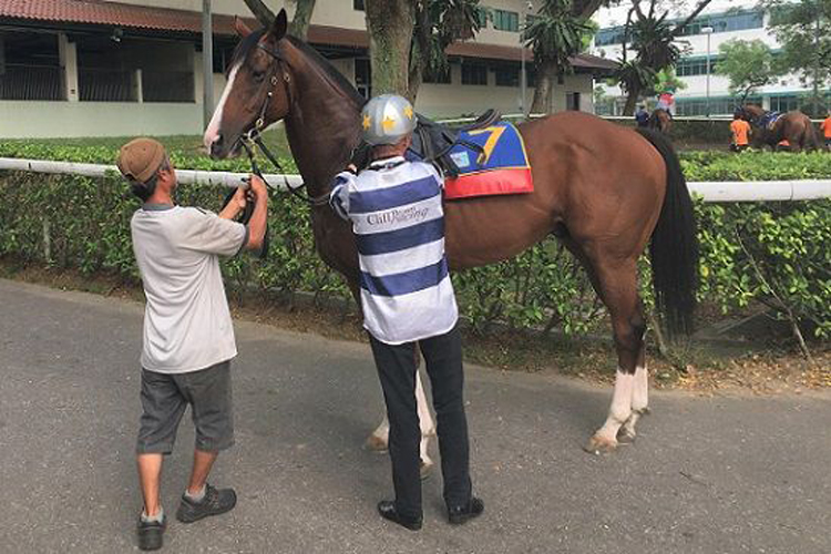 Truson looking fit as a fiddle as he is unsaddled by Daniel Moor after his barrier trial.