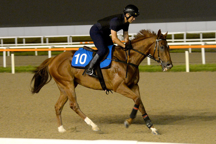 Ugly Warrior works on the Seoul track Friday morning.