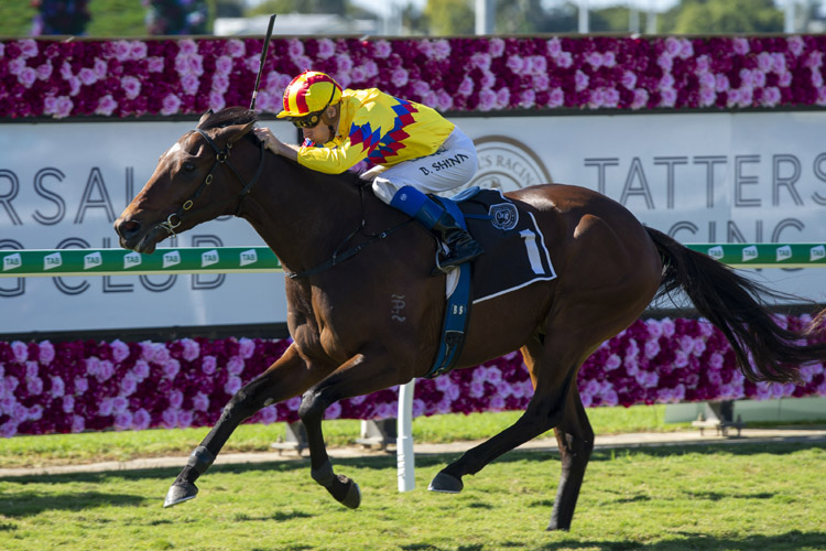 Vega One winning the Stella Artois Plate