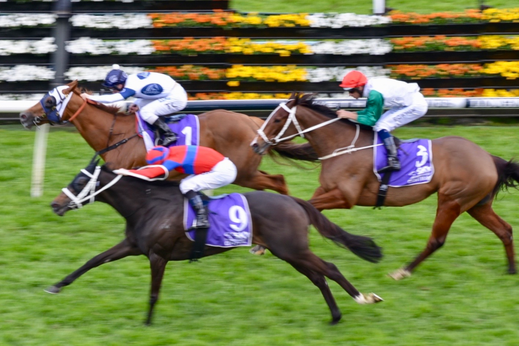 VERRY ELLEEGANT winning the Sky Racing Active Hill Stakes.