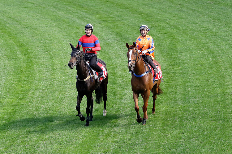 Verry Elleegant (left) and Te Akau Shark at trackwork