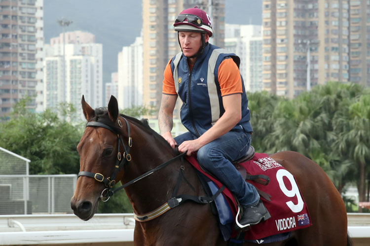 Paddy Bell with Viddora during trackwork at Sha Tin.
