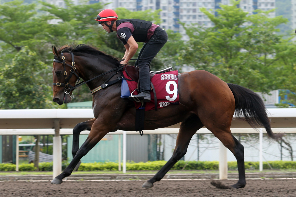 Viddora stretches out on the Sha Tin dirt this morning. Viddora stretches out on the Sha Tin dirt this morning.