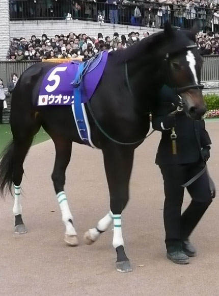Vodka parading before winning Japan Cup in 2009