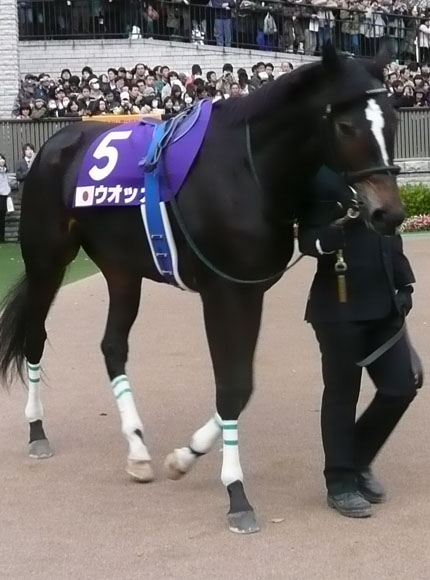 Vodka parades before winning Japan Cup