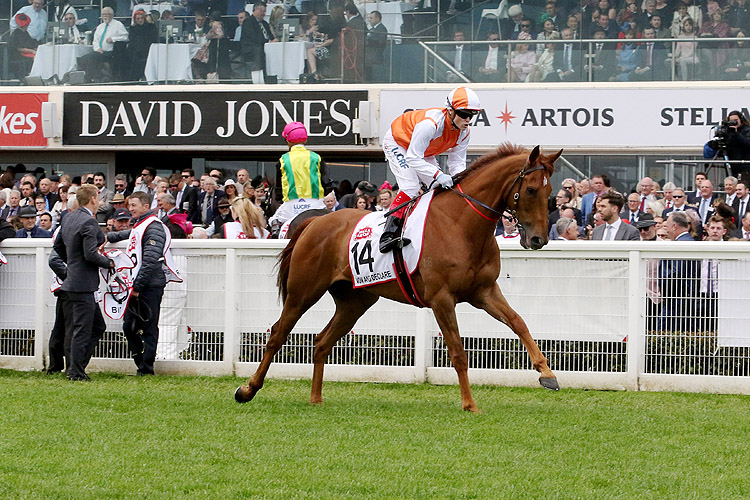 VOW AND DECLARE prior to, running in the Caulfield Cup.