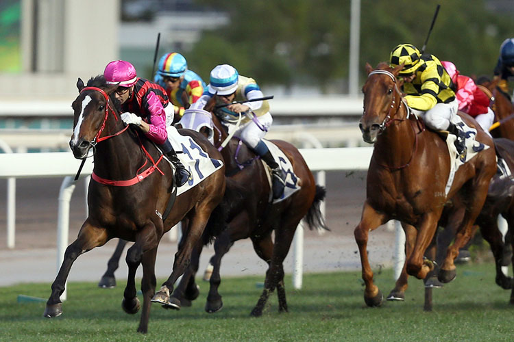 Waikuku drew 14 in the BMW Hong Kong Derby. Waikuku drew 14 in the BMW Hong Kong Derby.