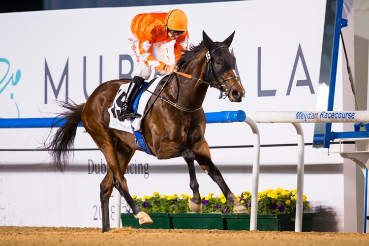 Walking Thunder winning the UAE 2000 Guineas Trial Sponsored By Strata Walking Thunder winning the UAE 2000 Guineas Trial Sponsored By Strata