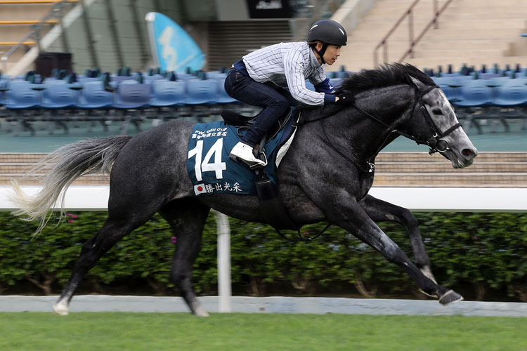 Win Bright exercises on the Sha Tin turf ahead of the FWD QEII Cup.