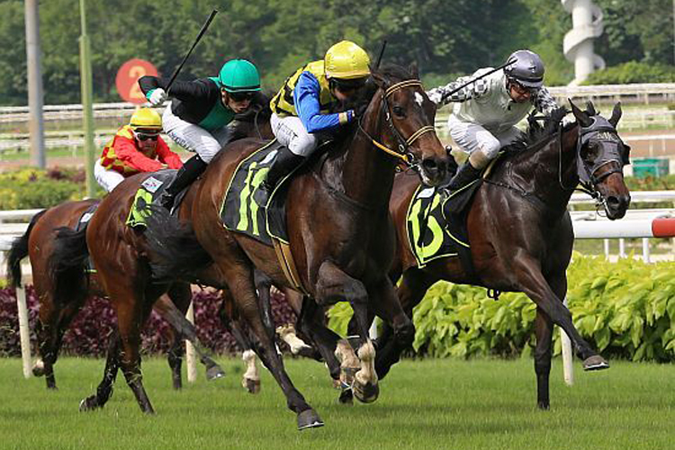 Wind Trail winning the READY TO STRIKE 2013 STAKES CLASS 4
