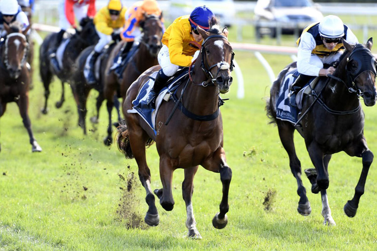 Woodcote Lass is one of several Kevin Hickman-owned horses heading to the South Island.