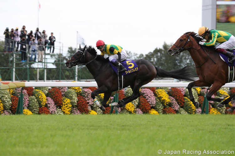 WORLD PREMIERE winning the Kikuka Sho in Kyoto, Japan.