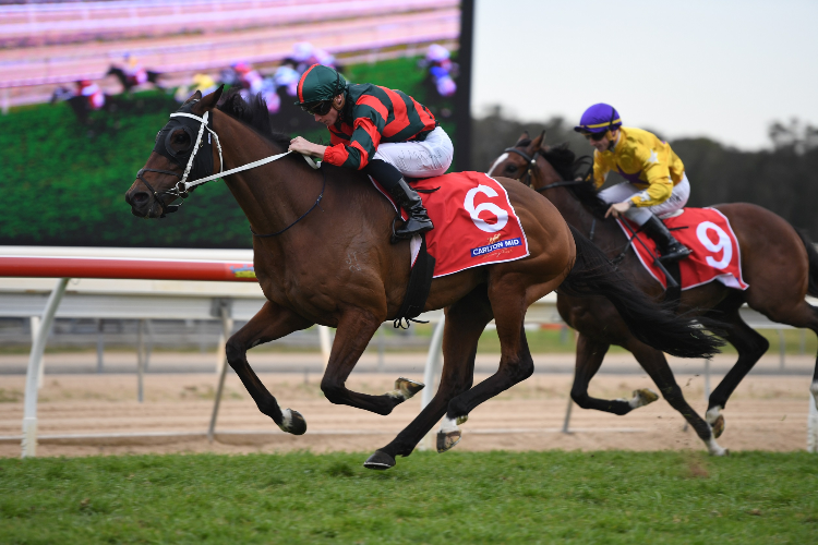 WU GOK winning the Carlton Draught Wyong Gold Cup.