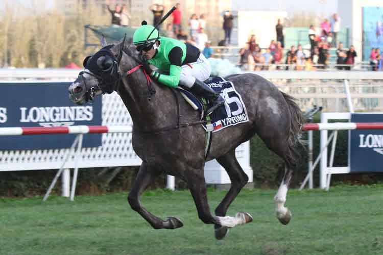 Ya Primo winning the Gran Premio Latino Americano, Santiago. Jockey Jeremy Laprida.