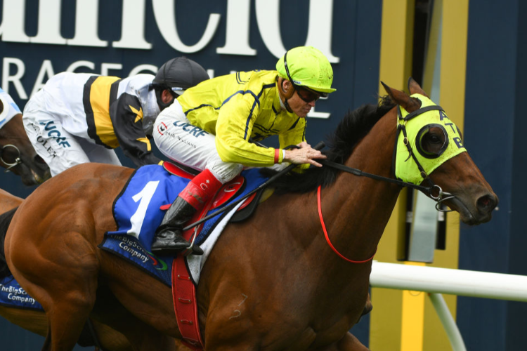 YOGI winning the Big Screen Company Hcp during Melbourne Racing at Caulfield in Melbourne, Australia.