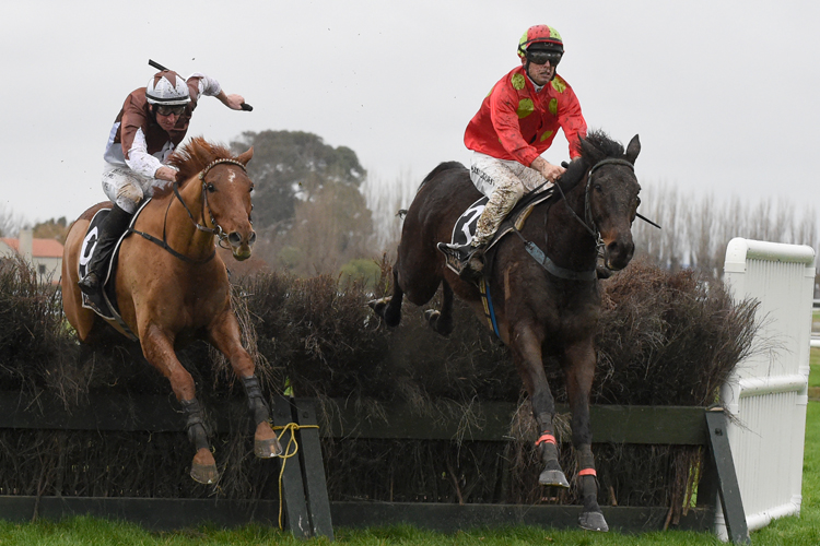 Gagarin (right) and Zedace are locked together as they jump the last fence in the Manawatu Steeplechase at Awapuni