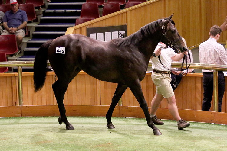 Te Akau Principal David Ellis went to $775,000 to secure lot 445, a Savabeel colt out of Group One-winning mare Suavito.