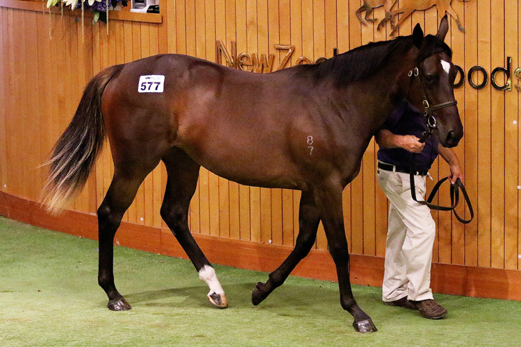 Cambridge Stud principals Brendan and Jo Lindsay went to $500,000 to secure Lot 577, a Frankel filly from the Pencarrow Stud draft.