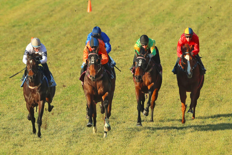 Barrier trials at Rosehill Gardens in Sydney, Australia.