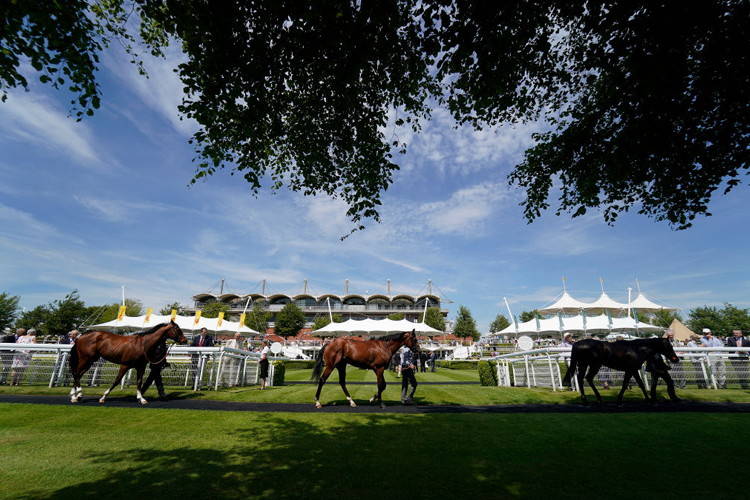 A general view of runners in the pre parade ring at Goodwood in Chichester, England.