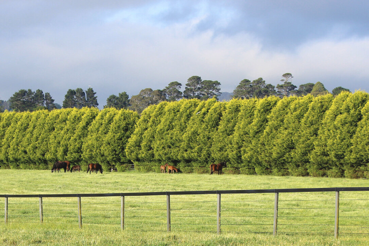 Lime Country Thoroughbreds.