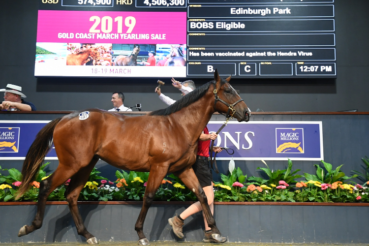 Snitzel x Fortune Of War colt Snitzel x Fortune Of War colt