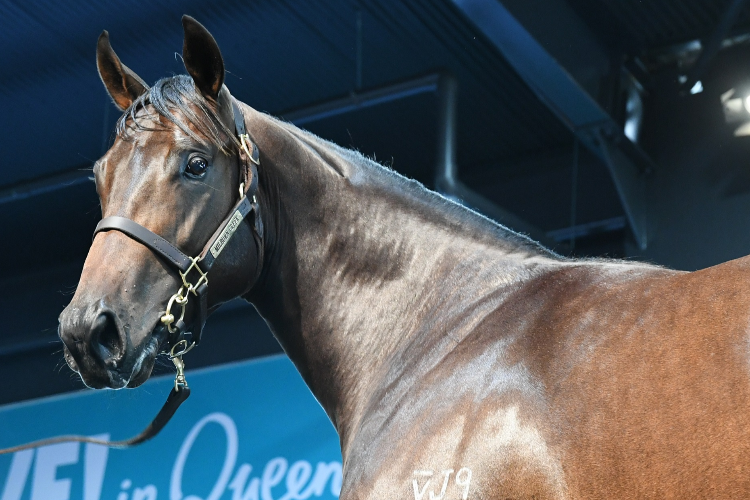 Written Tycoon x Golden Penny colt Written Tycoon x Golden Penny colt