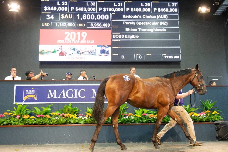 Redoute's Choice x Purely Spectacular colt sells for $1.6 million