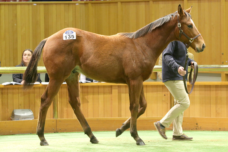 Lot 135, a Divine Prophet colt, sold for $95,000 at New Zealand Bloodstock's May Sale on Friday.