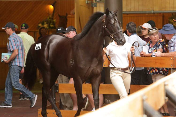 The sale topping Savabeel colt