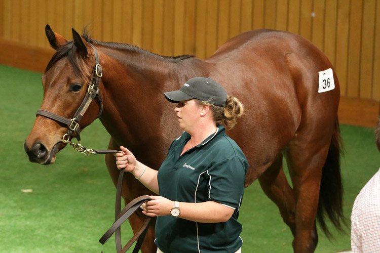 Lot36 - Savabeel x Invermoray Lot36 - Savabeel x Invermoray