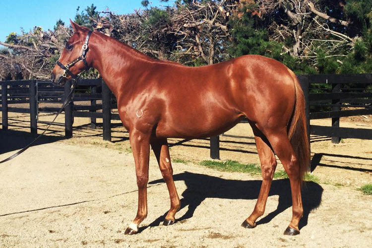 Graeme Anderson went to $72,500 to secure lot 57, the Per Incanto filly out of stakes-winning mare Cherry Creek.