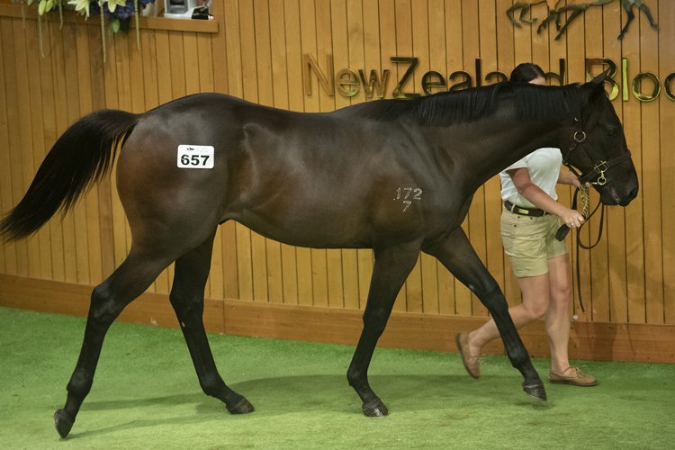 Bloodstock agent Hubie De Burgh went to $500,000 to secure Lot 657, a Savabeel colt out of O'Reilly mare Cupid from Waikato Stud's draf