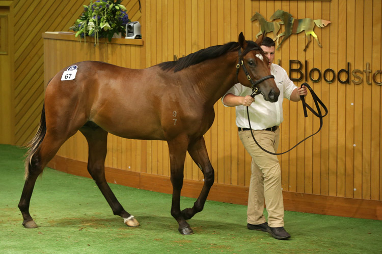 The $800,000 Redoute's Choice colt
