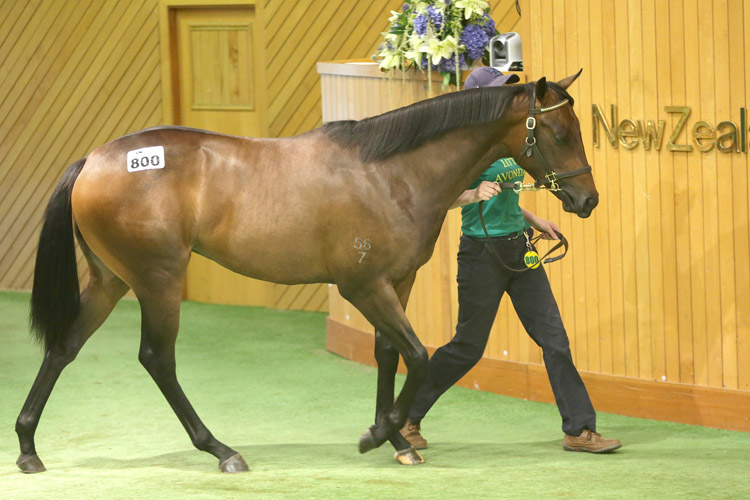 Nigel Blackiston went to $100,000 to secure Lot 800, a Per Incanto filly from Falkirk mare Makkura.